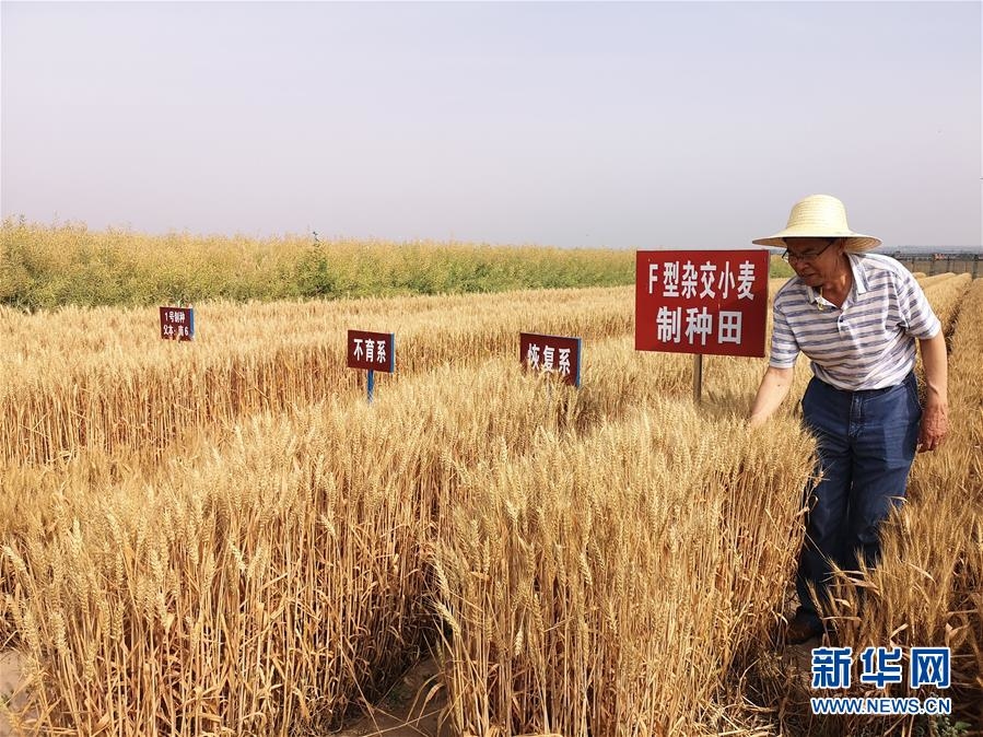 （在习近平新时代中国特色社会主义思想指引下——新时代新作为新篇章·习近平总书记关切事·图文互动）（3）让百姓吃得饱还要吃得好——夯实粮食安全基础端牢中国饭碗