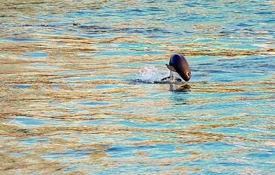 长江经济带：谱写生态优先绿色发展新篇章